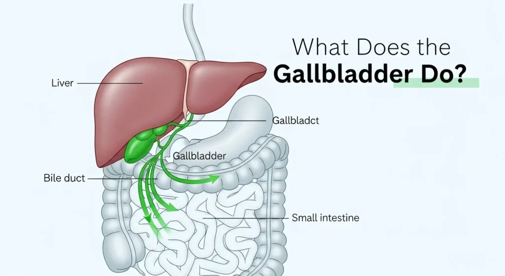 what-does-the-gallbladder-do