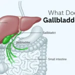 what-does-the-gallbladder-do