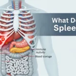 what-does-the-spleen-do